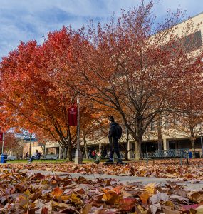 Stony brook, ny; stony brook university: fall on the academic mall.