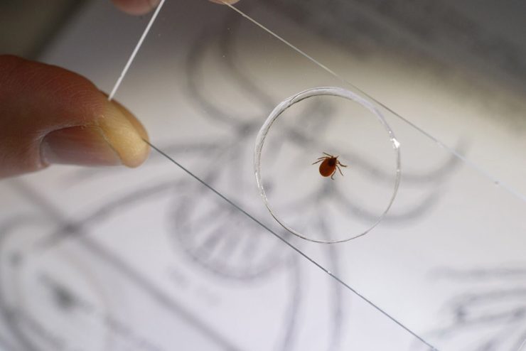 Tick slide