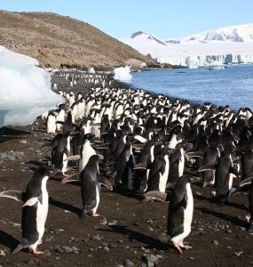 Penguins heather lynch