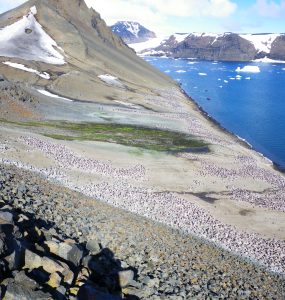 Penguin colony photo