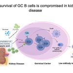 Kidneydiseasegraphic