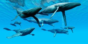 Underwater humpback whales