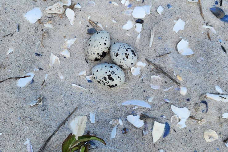 Warners beach cleanup 25 6