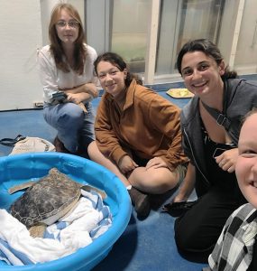 Sea turtle group