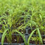 Foodlab greens