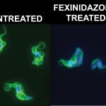 Parasiteimages
