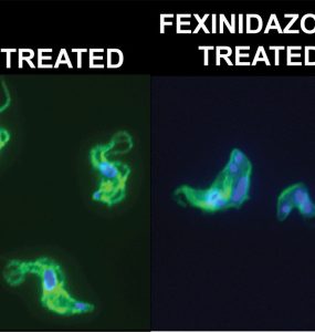 Parasite images