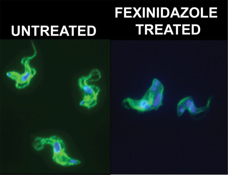 Parasite images