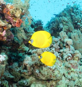 Coral credit - maoz fine (1)