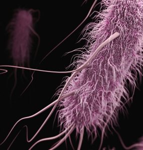 Listeria featured