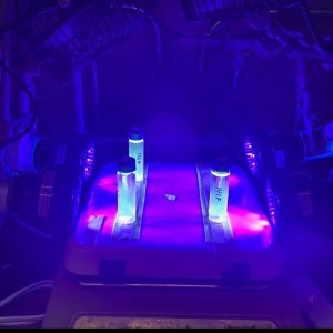 Lipshultz research 2
