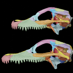 Two brightly colored dinosaur skulls in profile against a black background.