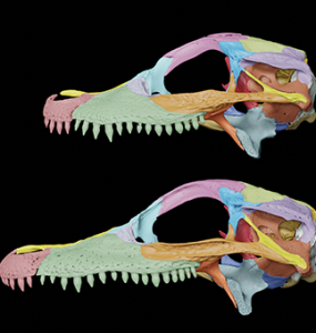 Two brightly colored dinosaur skulls in profile against a black background.