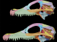 Two brightly colored dinosaur skulls in profile against a black background.