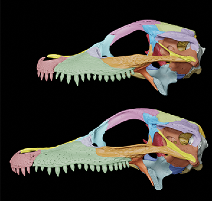 Two brightly colored dinosaur skulls in profile against a black background.