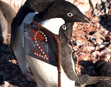 Adelie penguins 26