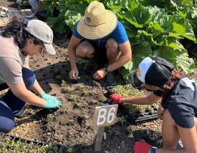 Foodlab garden featured