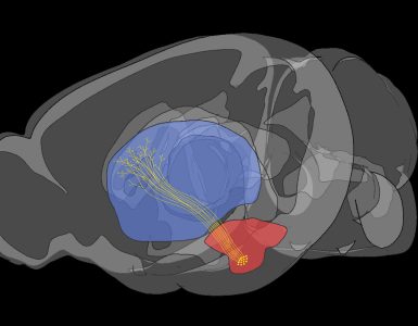Brain render